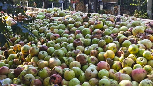 烂苹果进果汁厂引争议，厂商称有退货机制，市监局介入调查