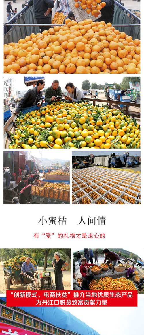 武当蜜橘 湖北丹江口的甜蜜馈赠，新鲜柑桔特惠来袭